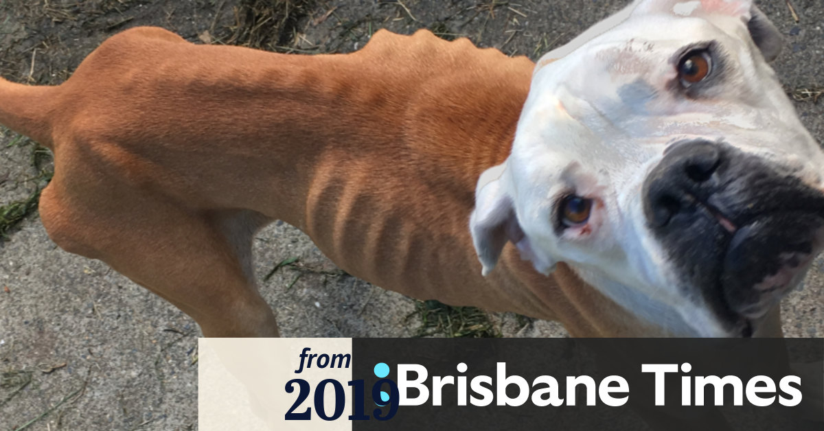 Queensland mum banned from owning pets after neglecting dog